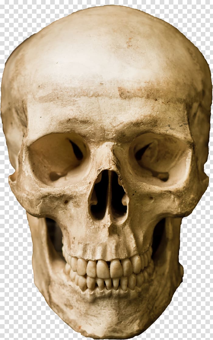 Human skull Robot, skull transparent background PNG clipart