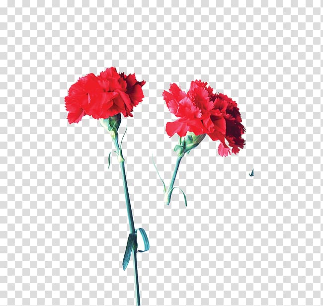 Carnation Garden roses Flower Mother\'s Day, Red Flower Enchantress transparent background PNG clipart