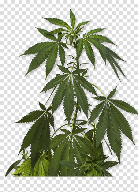 cannabis plant , Cannabis sativa Marijuana Medical cannabis Hemp, Pot plant transparent background PNG clipart
