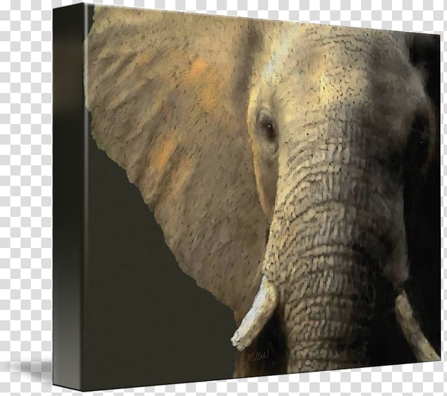 Indian elephant African elephant Tusk Wildlife Elephantidae, India transparent background PNG clipart