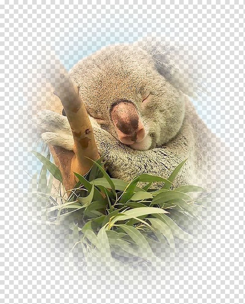 Baby Koala Animal Marsupial Wildlife, Floral material floral design material transparent background PNG clipart
