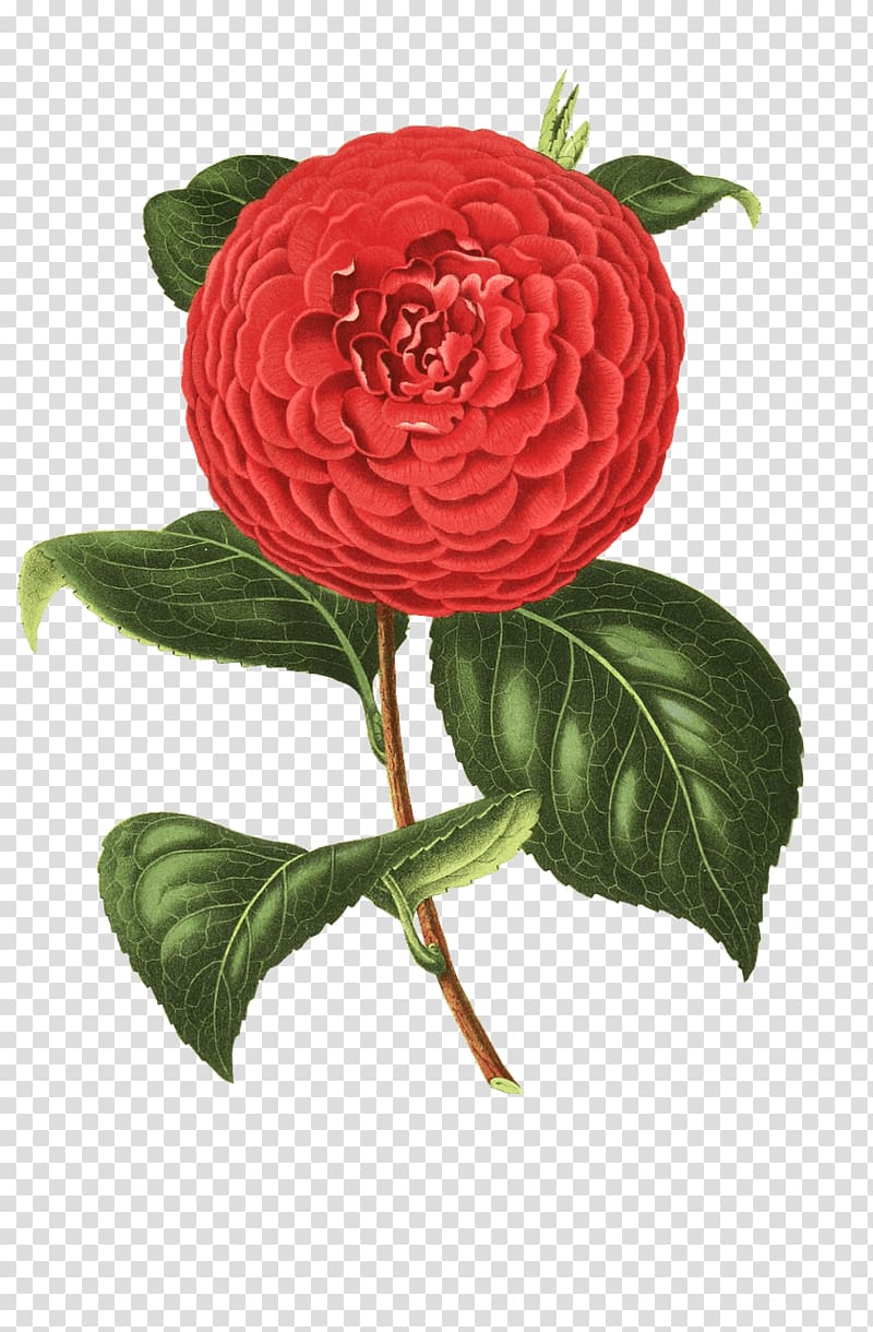 red petal flower , Camelia Drawing transparent background PNG clipart