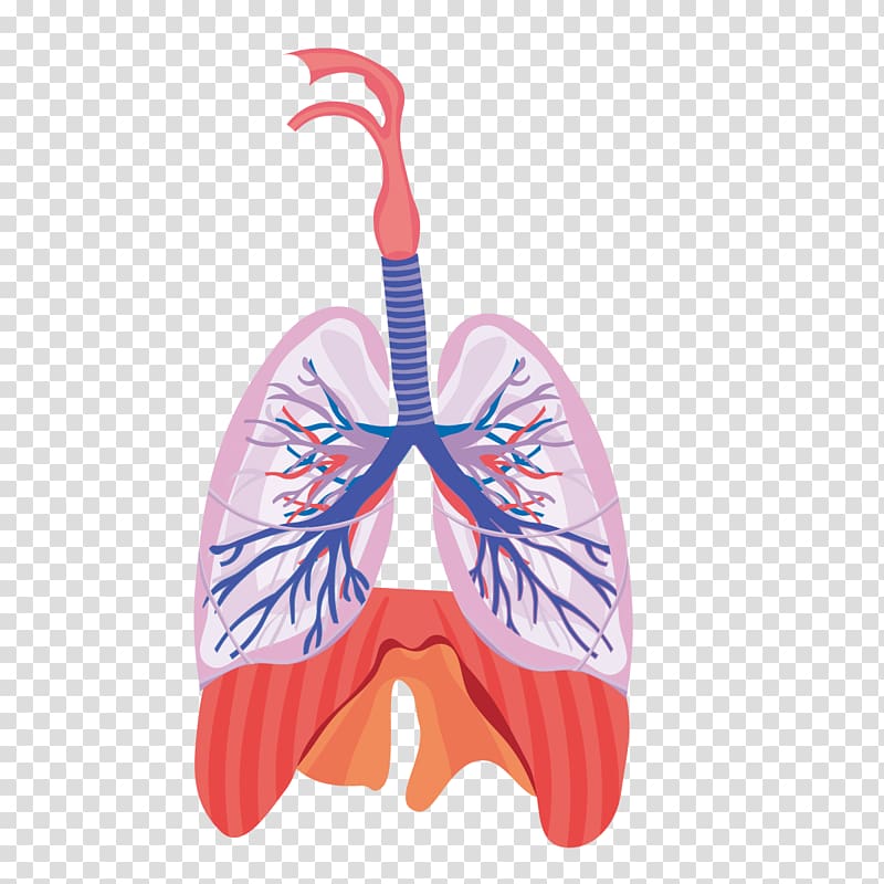 human lungs illustration, Lung Respiratory system Respiration Anatomy Physiology, heart and lung function transparent background PNG clipart