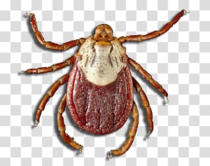 Tick transparent background PNG clipart