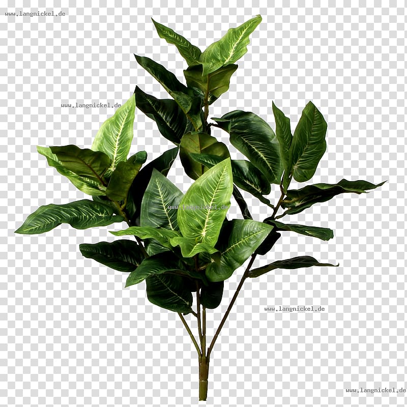 Green Leaf Branch Weeping fig Food, Leaf transparent background PNG clipart