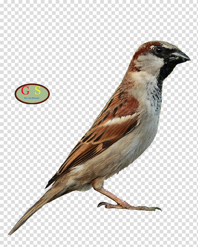 House Sparrow Bird Song thrush Mistle thrush Bonin thrush, humor transparent background PNG clipart