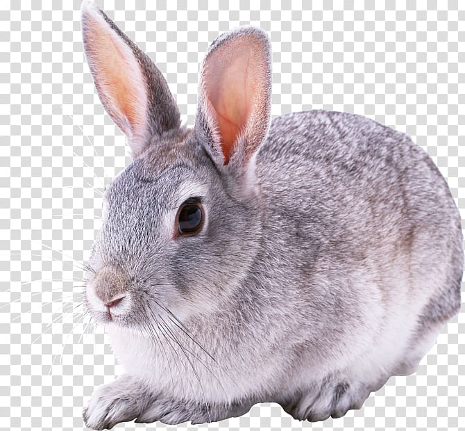 European rabbit Domestic rabbit, rabbit transparent background PNG clipart