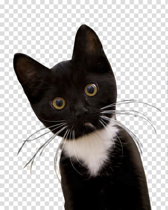 short-haired black and white cat, Cat Computer mouse Mousepad, Cute cat transparent background PNG clipart
