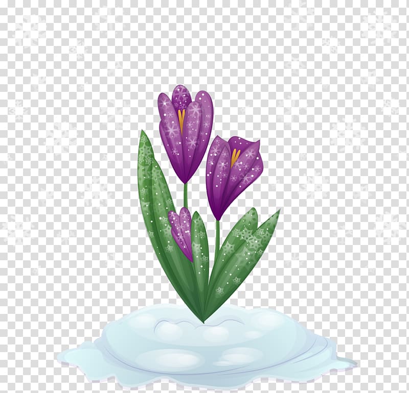 Purple Tulip Flower, Snow alone put tulips transparent background PNG clipart