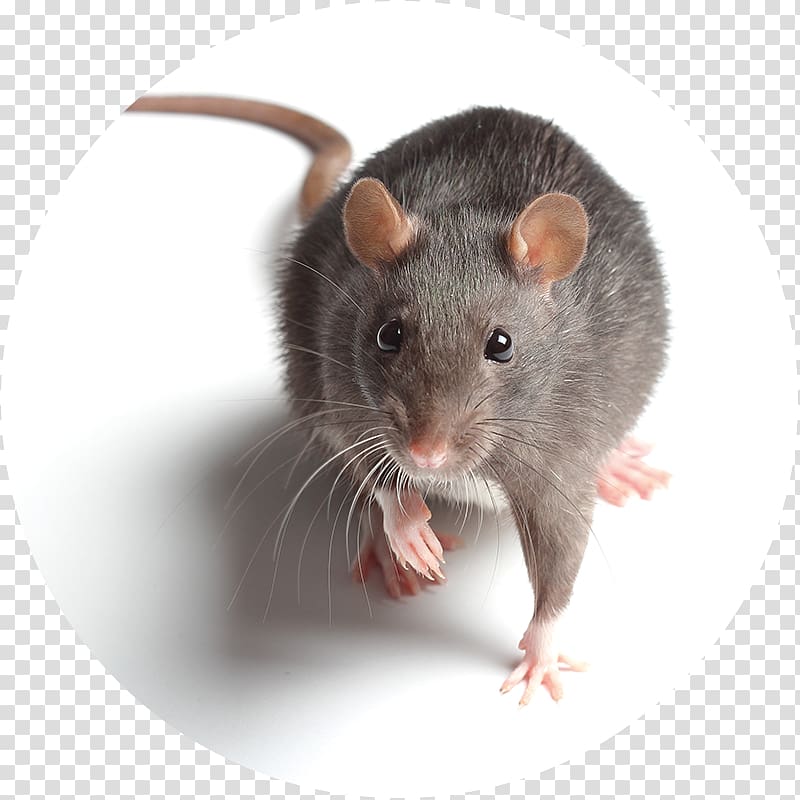Brown rat Black rat Mouse Rodent Pest, mouse transparent background PNG clipart
