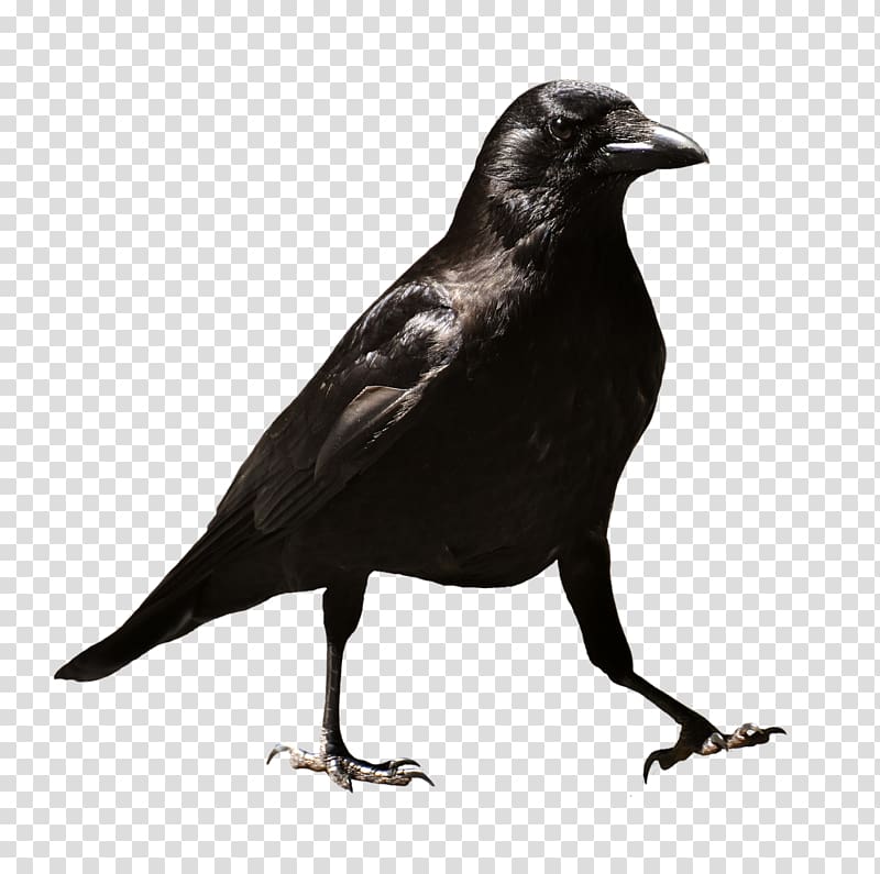 Common raven T-shirt , crow transparent background PNG clipart