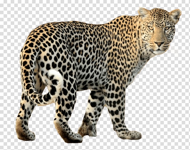Cheetah Felidae Snow leopard, cheetah transparent background PNG clipart