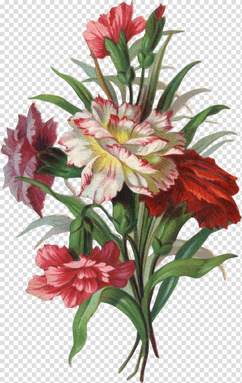 Free download | Flower Victorian era , CARNATION transparent background