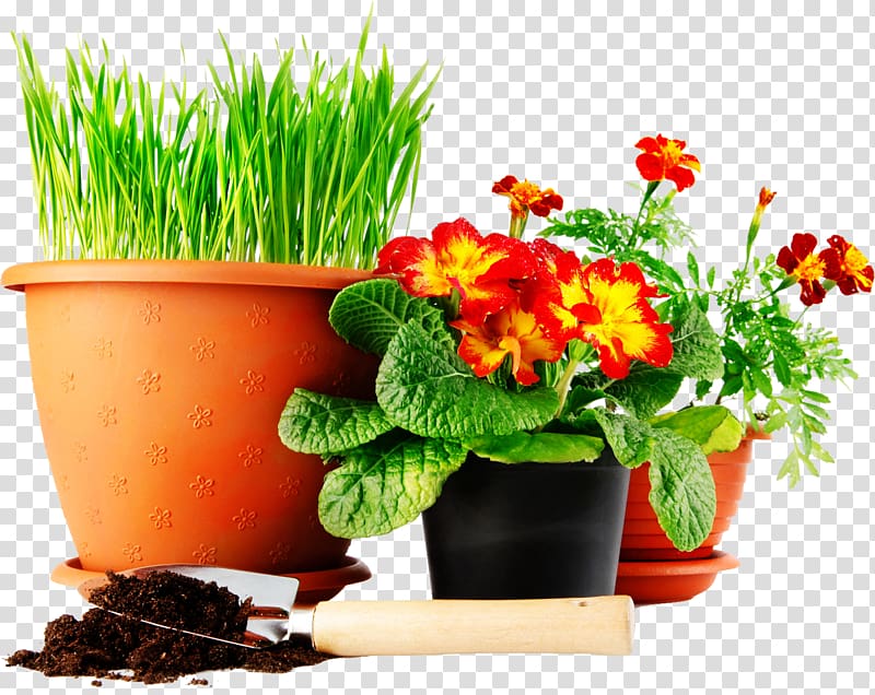 Lawn Green Mat Yellow Seedling, flower pot transparent background PNG clipart