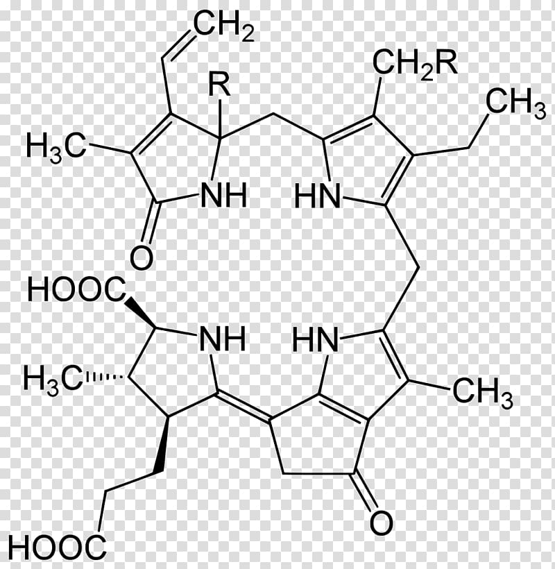 Luciferin Dinoflagellates Dinoflagellate luciferase Lingulodinium polyedra, firefly transparent background PNG clipart