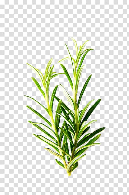 Rosemary Herb Ingredient Mentha spicata Common sage, Romero transparent background PNG clipart