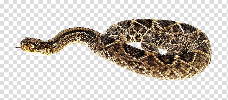 Rattlesnake, Snake transparent background PNG clipart