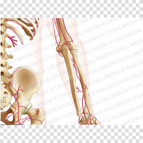 Finger Forearm Bone Anatomy, arm transparent background PNG clipart