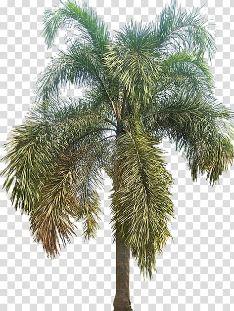 Asian palmyra palm Wodyetia Arecaceae Tree Babassu, Hyophorbe Lagenicaulis transparent background PNG clipart