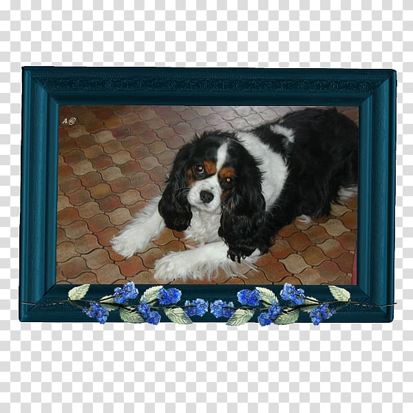 Cavalier King Charles Spaniel Puppy Dog breed, La Vie Est Belle transparent background PNG clipart