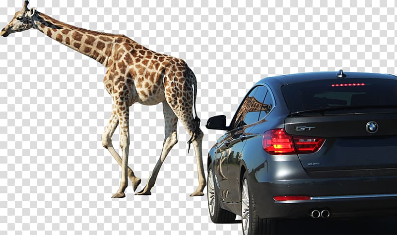 Giraffe Car door African Lion Safari Game reserve, Car Game transparent background PNG clipart