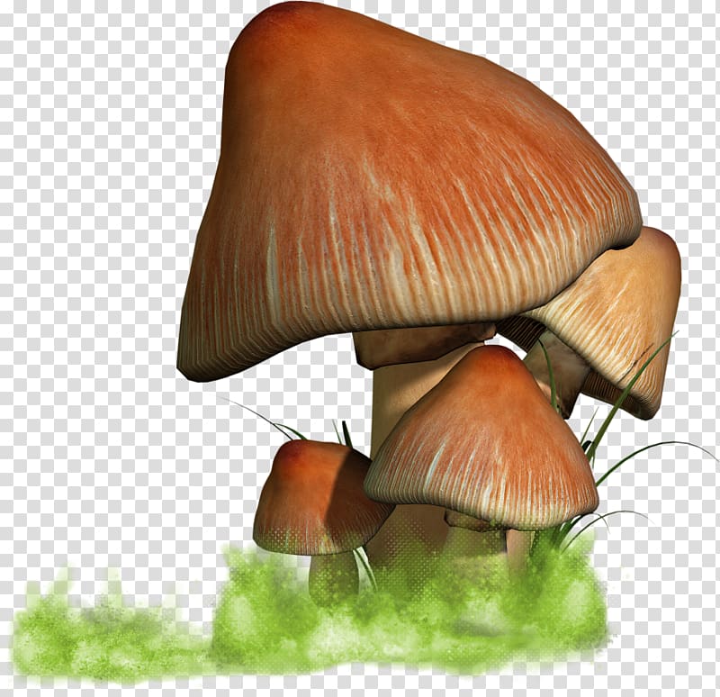 Oyster Mushroom, champignon transparent background PNG clipart