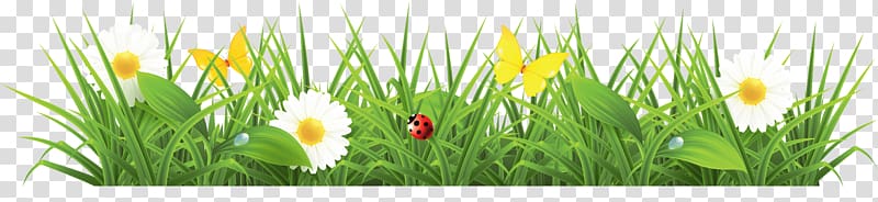 Lawn , Grass Green transparent background PNG clipart