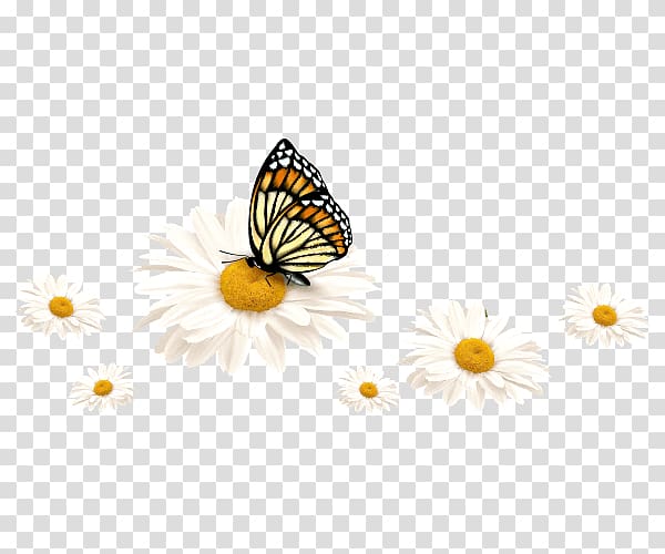 Monarch butterfly Window Pieridae Polyvinyl chloride, suppliers beneficial insects transparent background PNG clipart