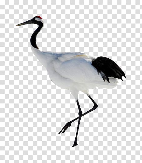 white crane transparent background PNG clipart