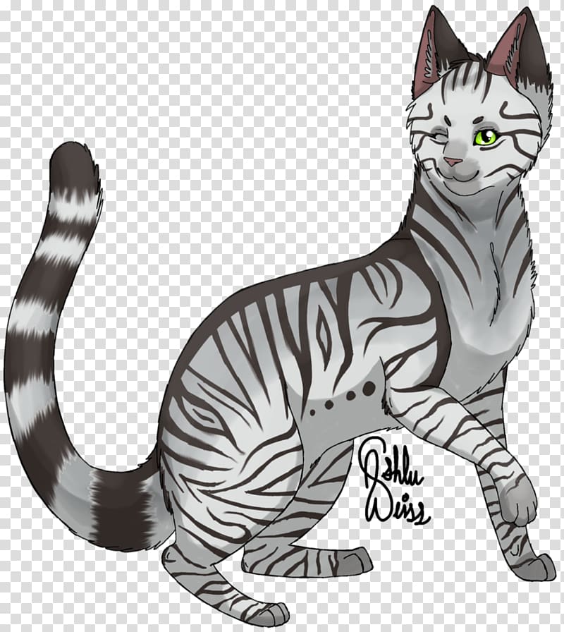 American Wirehair American Shorthair Sokoke Whiskers Domestic short-haired cat, kitten transparent background PNG clipart