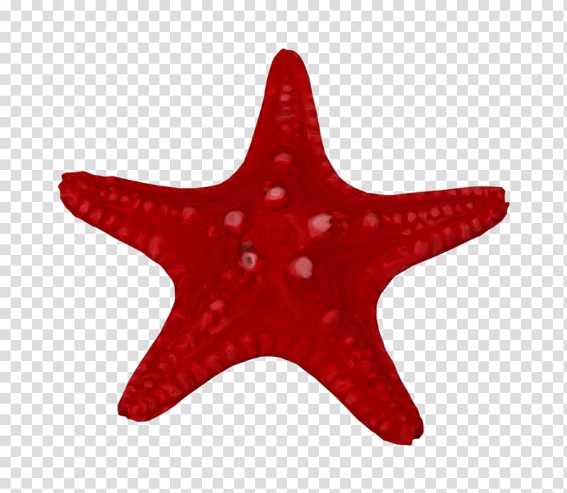 Starfish Marine invertebrates , starfish transparent background PNG clipart