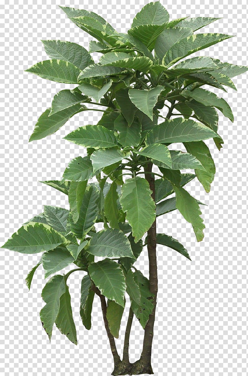Flowerpot Houseplant Leaf Plant stem, foliage transparent background PNG clipart