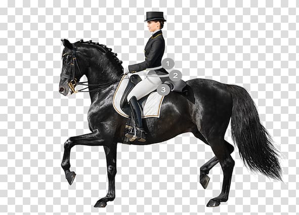 Horse Dressage Equestrian Saddle, horse transparent background PNG clipart