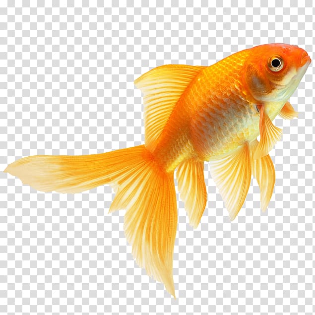The Goldfish That Jumped Fin Feeder fish, fish transparent background PNG clipart