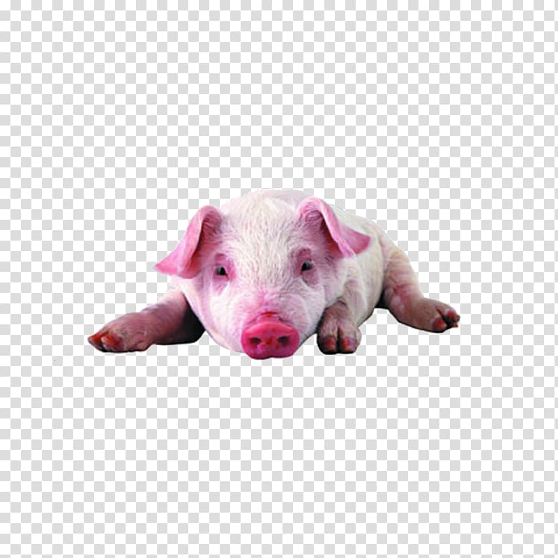Miniature pig High-definition television High-definition video Display resolution , Pink pig transparent background PNG clipart