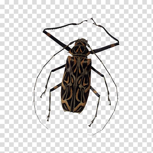 Clipping path , Stag beetles creative transparent background PNG clipart