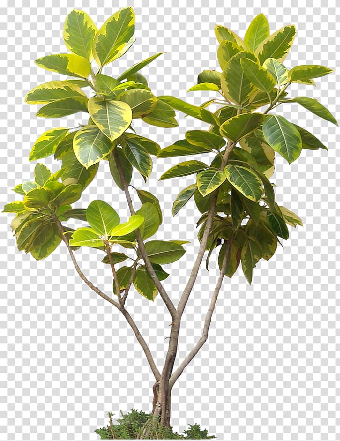 green leafed plant art, Tree Display resolution Architectural rendering, tropical leaves transparent background PNG clipart