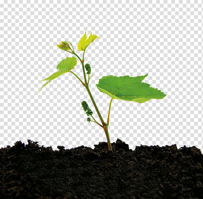 Organic matter Total organic carbon Soil Nitrogen Phosphorus, videira transparent background PNG clipart