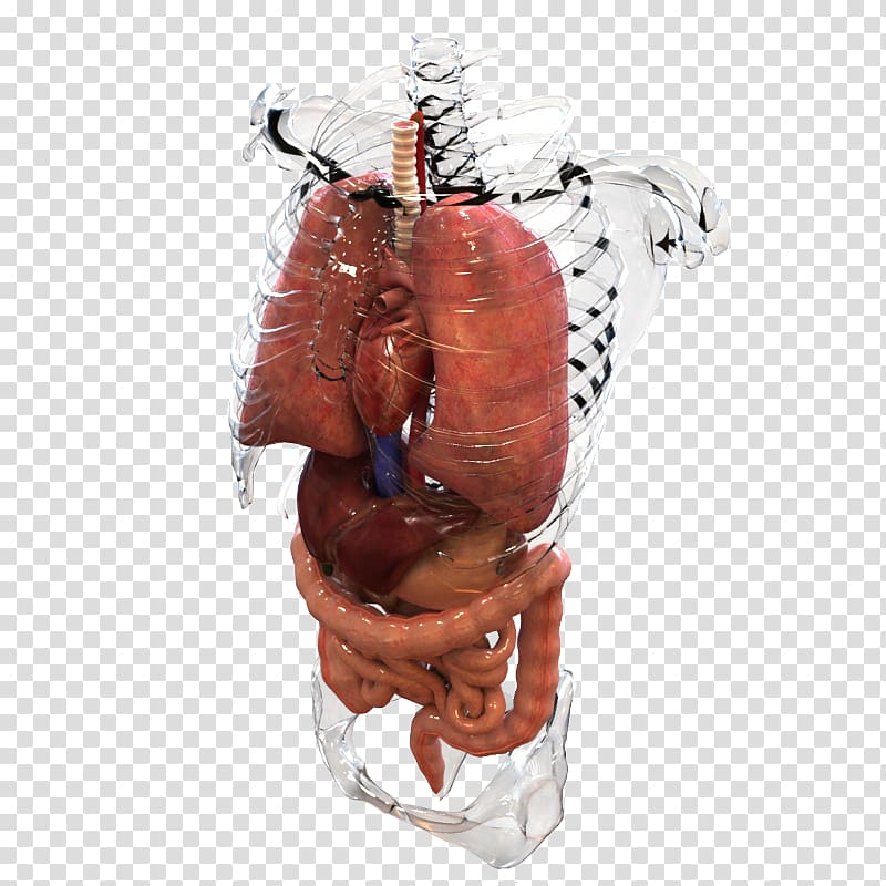 Laboratory Pathology Experiment Organ Medical diagnosis, internal organs transparent background PNG clipart