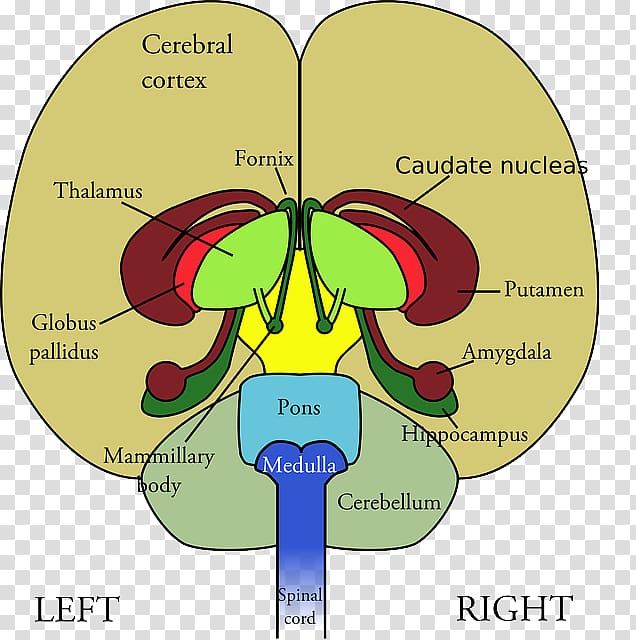 Frontal lobe Lobes of the brain Diagram Human brain, Brain transparent background PNG clipart