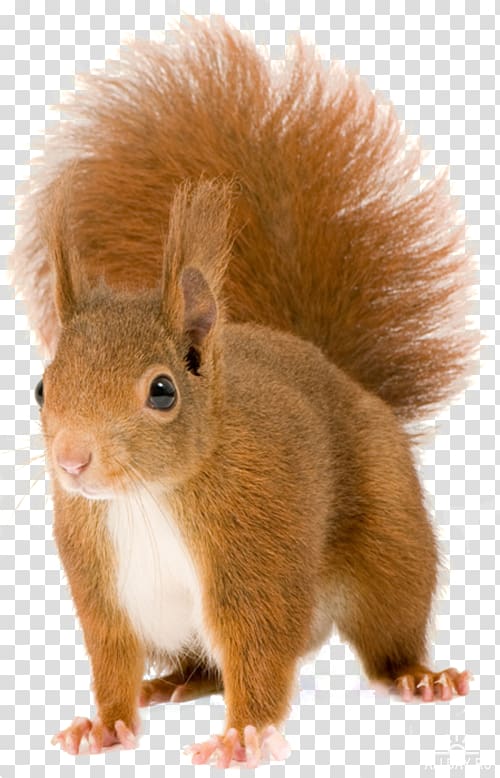 brown squirrel, Red squirrel Tree squirrels Rodent Eastern gray squirrel Chipmunk, Squirrel transparent background PNG clipart