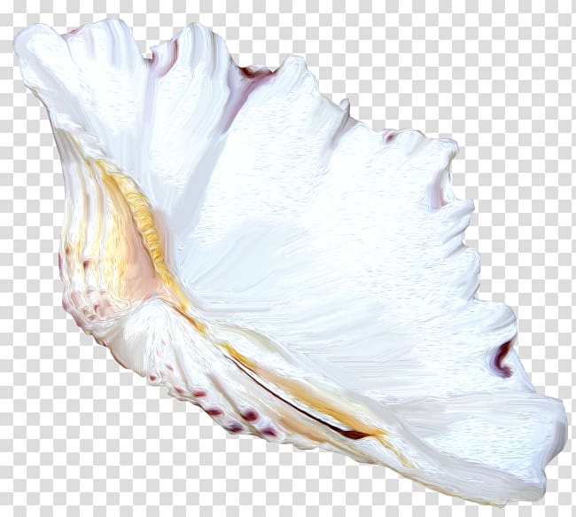 Seashell Shankha Mollusc shell , seashell transparent background PNG clipart