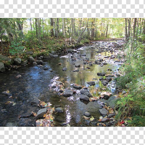 Riparian zone Stream Riparian forest Water resources River, Piddler's Pointe Rv Resort And Campground transparent background PNG clipart