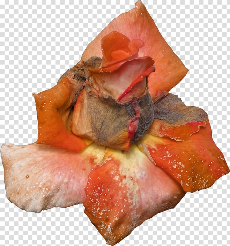 Pig's ear, decorate transparent background PNG clipart