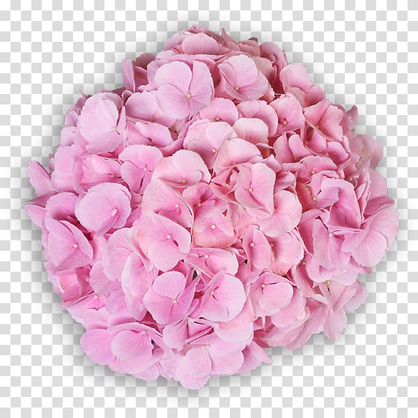 Garden roses Centifolia roses Cut flowers Hydrangea, sensation transparent background PNG clipart