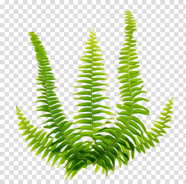 green fern plant illustration, Fern Green Viridiplantae, Green leaves transparent background PNG clipart