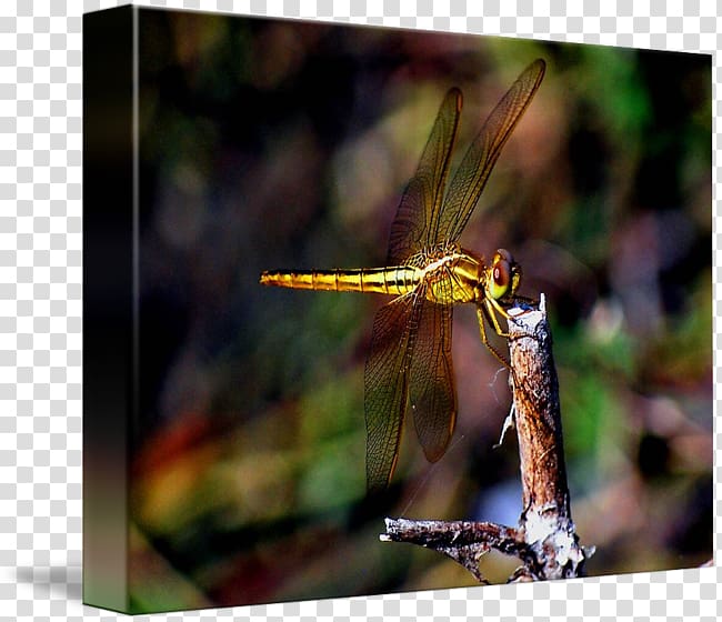 Dragonfly Net-winged insects Damselflies , dragonfly transparent background PNG clipart