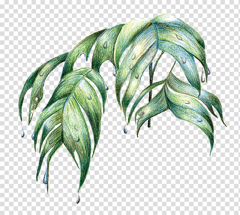green leafed plant illustration, Amazon rainforest Leaf Tree, tropical leaf transparent background PNG clipart