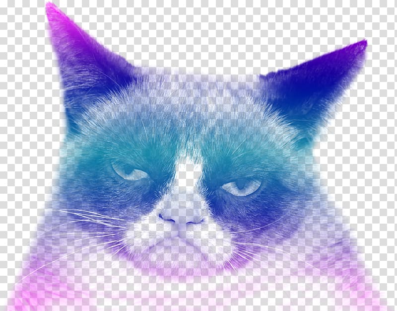 Grumpy Cat Sphynx cat Internet meme Joke Humour, black cat transparent background PNG clipart