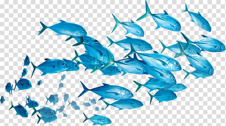 Fish Yellowfin tuna Shoaling and schooling , fish transparent background PNG clipart